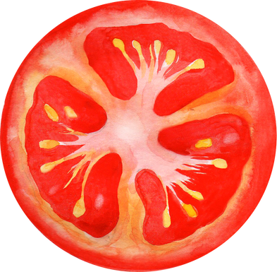 Slice tomato watercolor